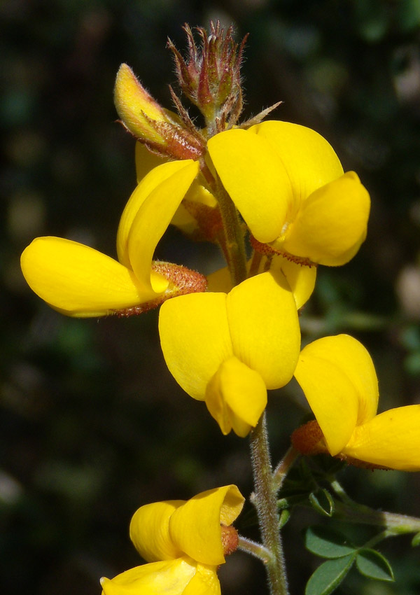 Adenocarpus complicatus / Ginestra ghiandolosa